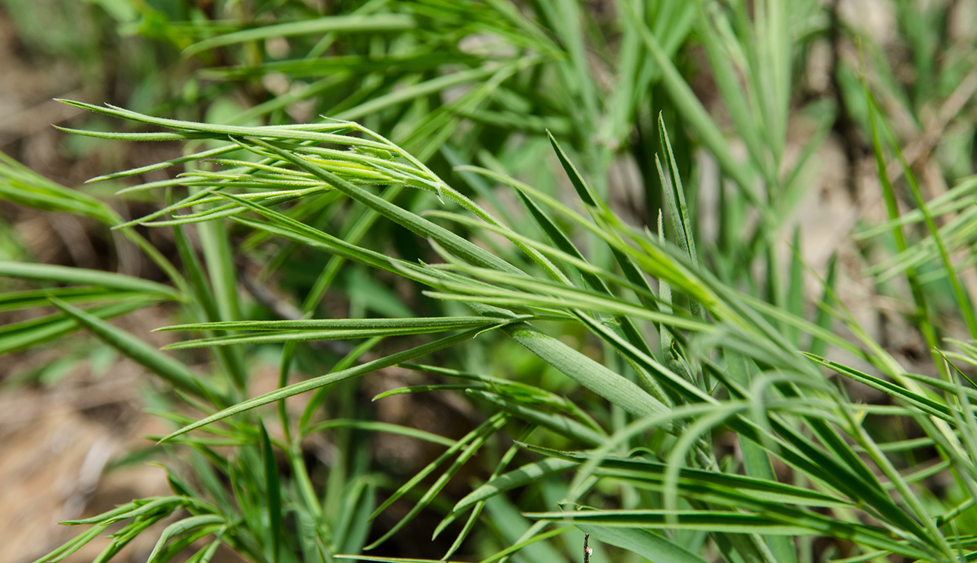 Image of genus Lathyrus specimen.