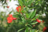 Punica granatum