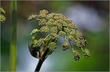 Angelica sylvestris