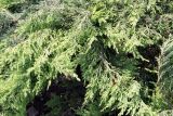 Juniperus × pfitzeriana