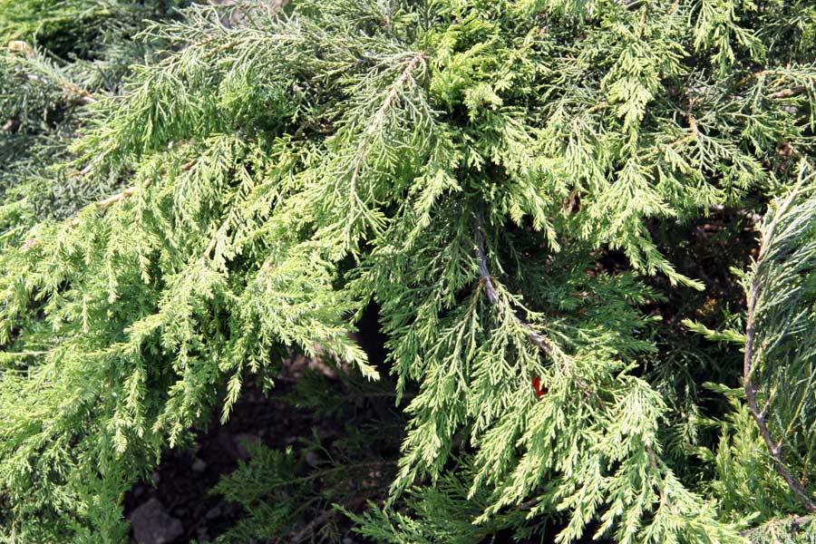 Изображение особи Juniperus &times; pfitzeriana.