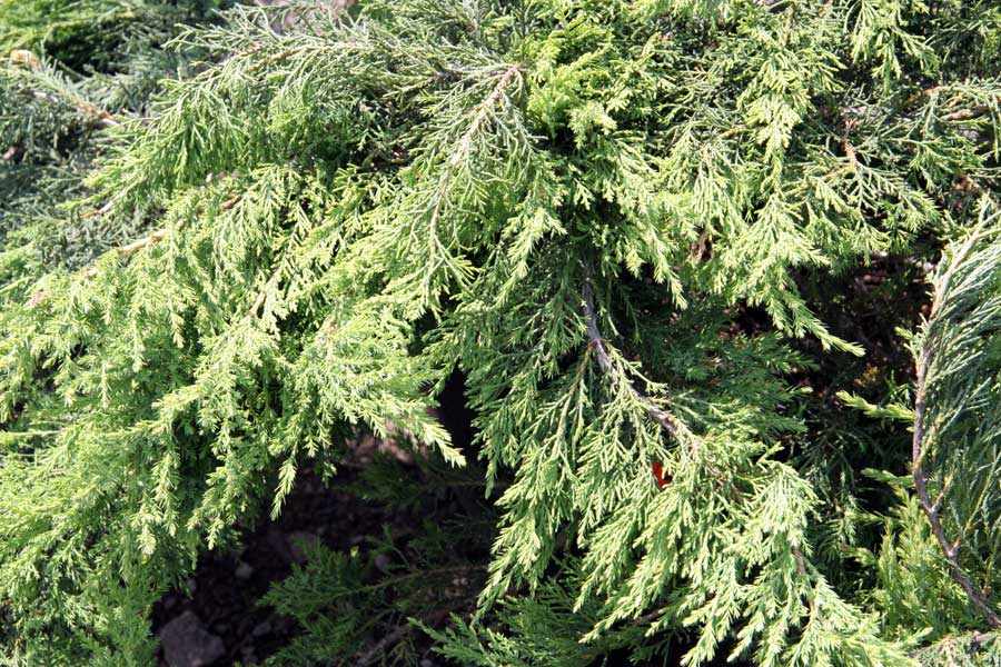 Изображение особи Juniperus &times; pfitzeriana.