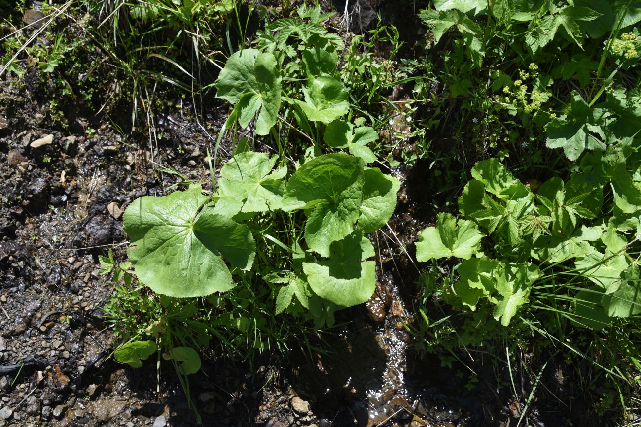 Изображение особи Caltha polypetala.