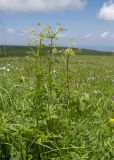 семейство Apiaceae. Цветущее растение. Карачаево-Черкесия, Зеленчукский р-н, гора Джисса, ≈ 1600 м н.у.м., субальпийский луг. 14.06.2024.
