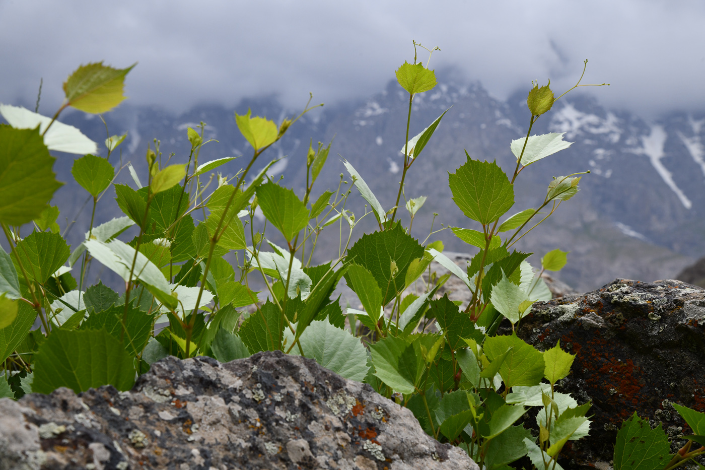 Image of Ampelopsis aegirophylla specimen.