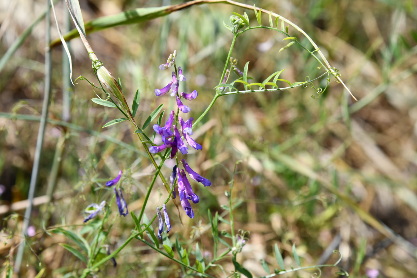 Image of genus Vicia specimen.