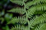 Athyrium filix-femina