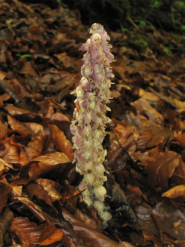 Image of Lathraea squamaria specimen.