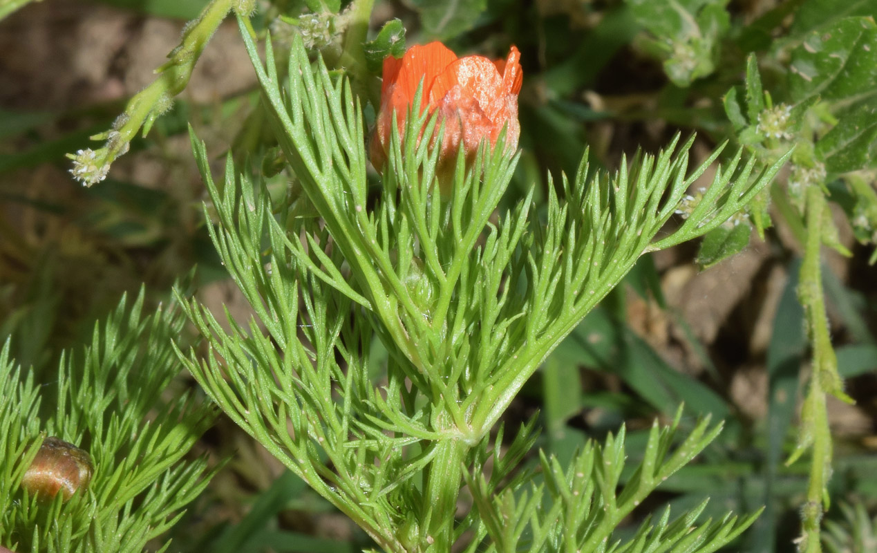 Image of Adonis parviflora specimen.