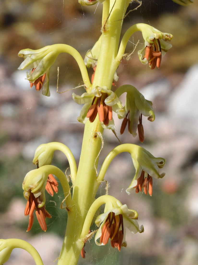 Image of Eremurus turkestanicus specimen.