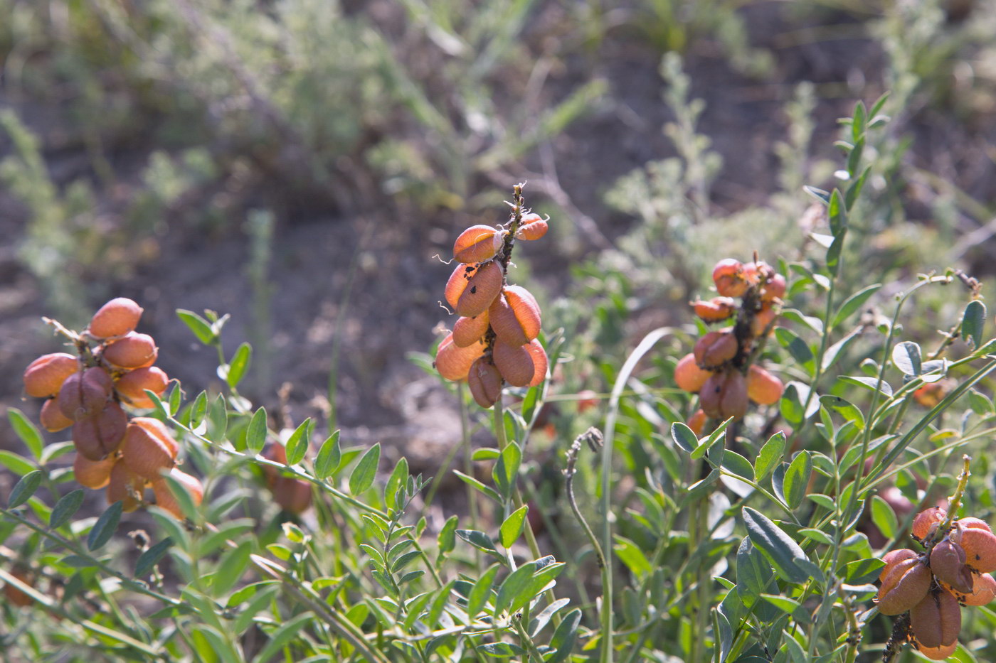 Изображение особи род Astragalus.