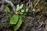 Primula vulgaris. Цветущее растение. Краснодарский край, Сочи, Хостинский р-н, Змейковские водопады, широколиственный лес. 11.03.2025.
