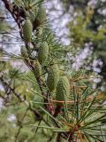 род Cedrus
