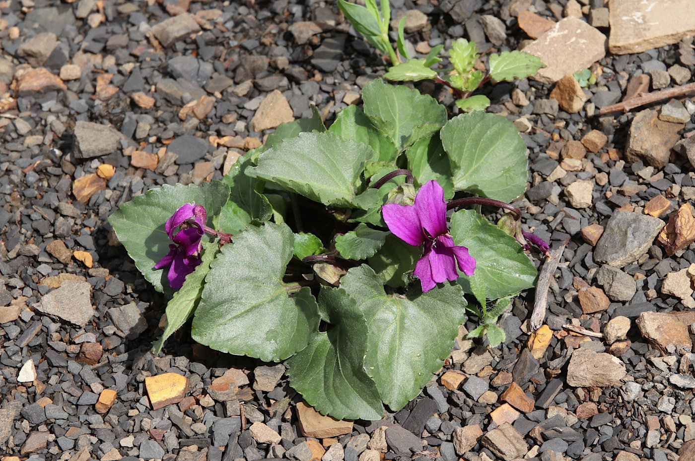 Image of Viola somchetica specimen.