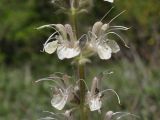 Salvia austriaca. Часть соцветия. Крым, Севастополь, окр. с. Терновка, поляна в шибляке. 18.05.2025.