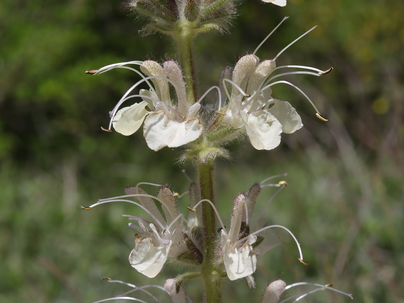 Image of Salvia austriaca specimen.