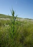 род Tragopogon. Растение с развивающимся соцветием. Оренбургская обл., Кувандыкский муниципальный округ, степь. 28 мая 2024 г.