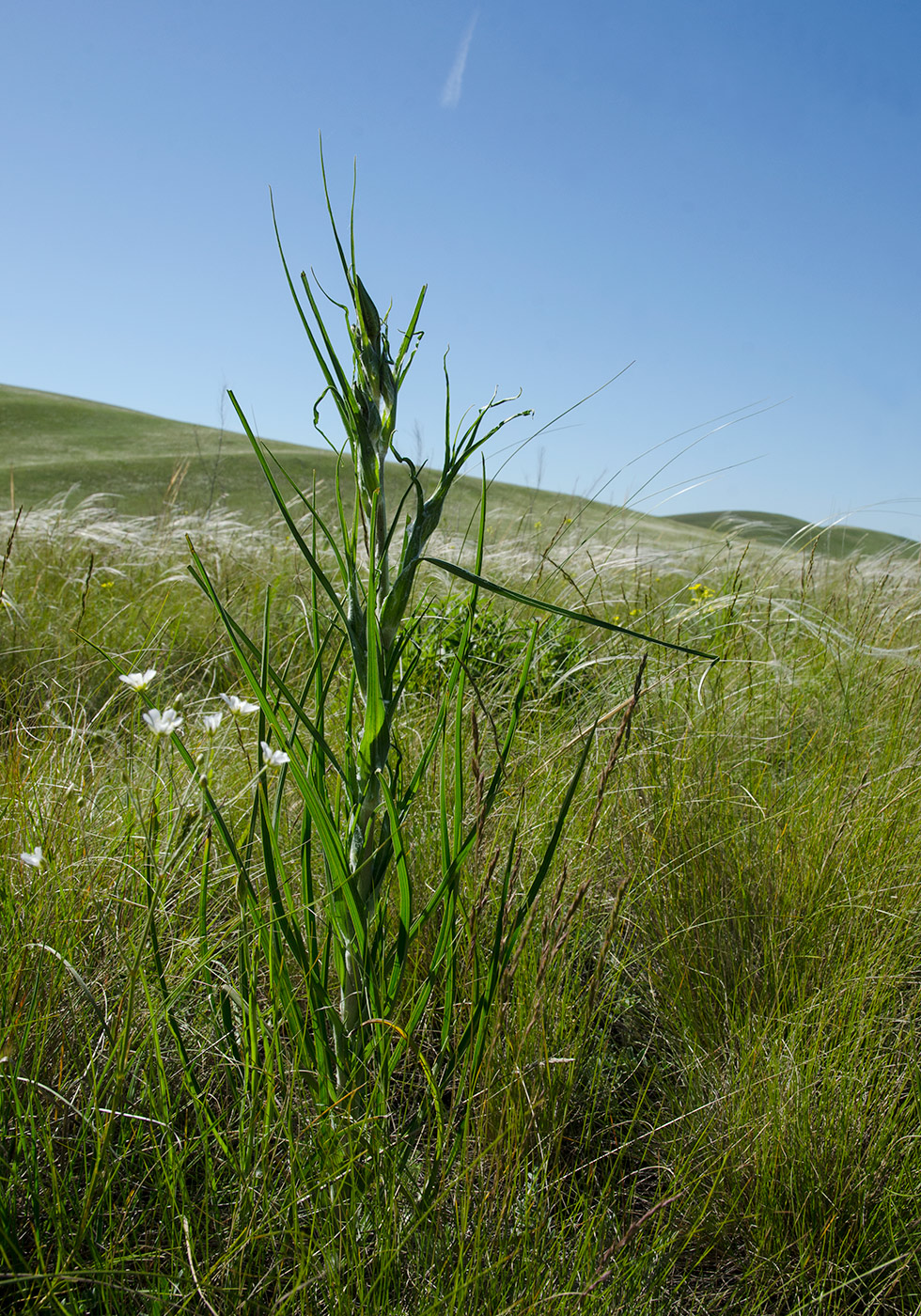 Image of genus Tragopogon specimen.