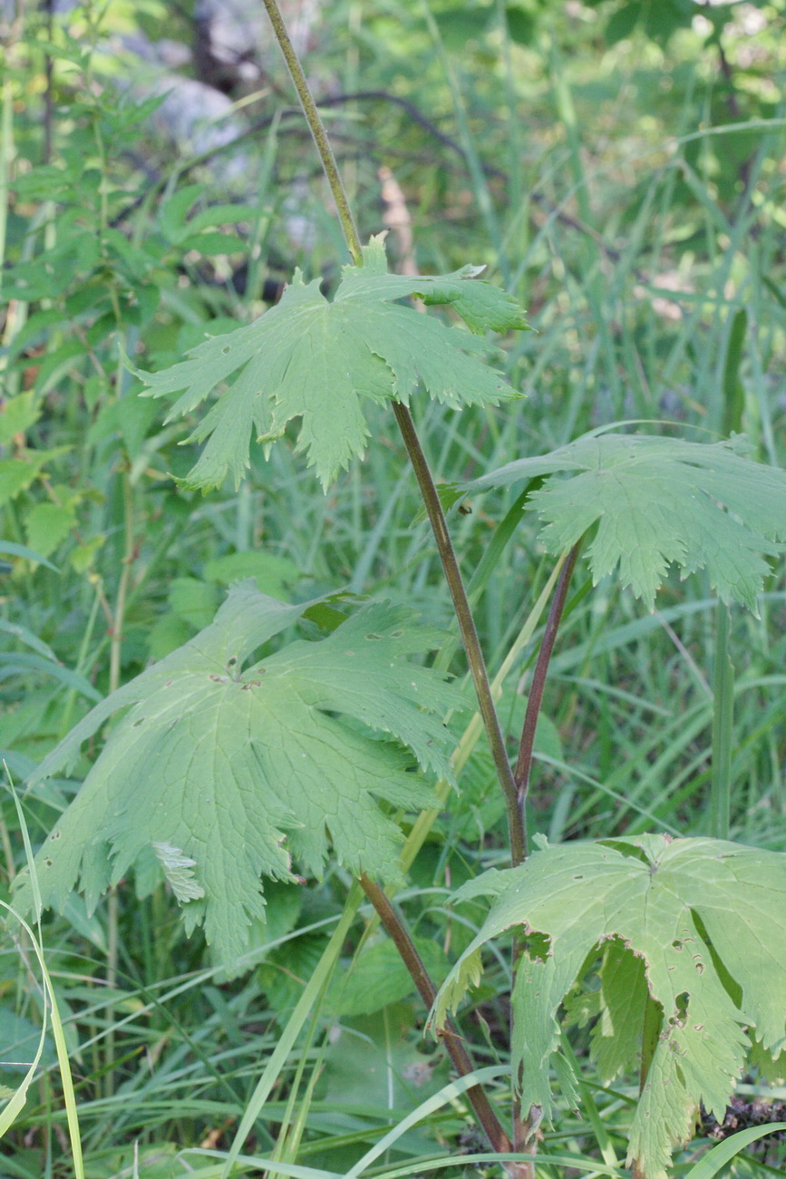 Image of Aconitum septentrionale specimen.