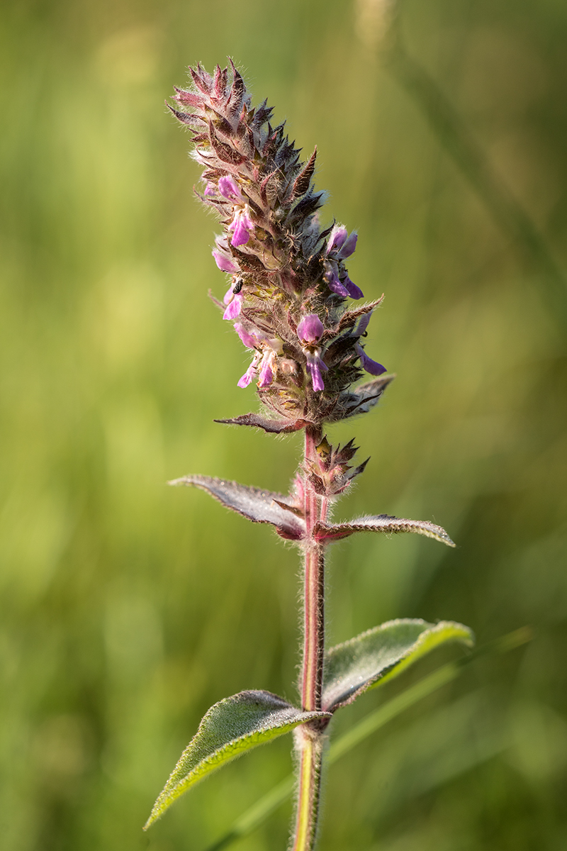 Image of Stachys germanica specimen.