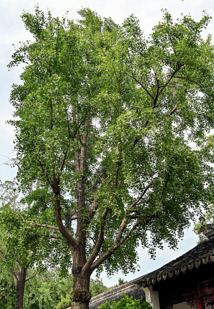 Изображение особи Ginkgo biloba.