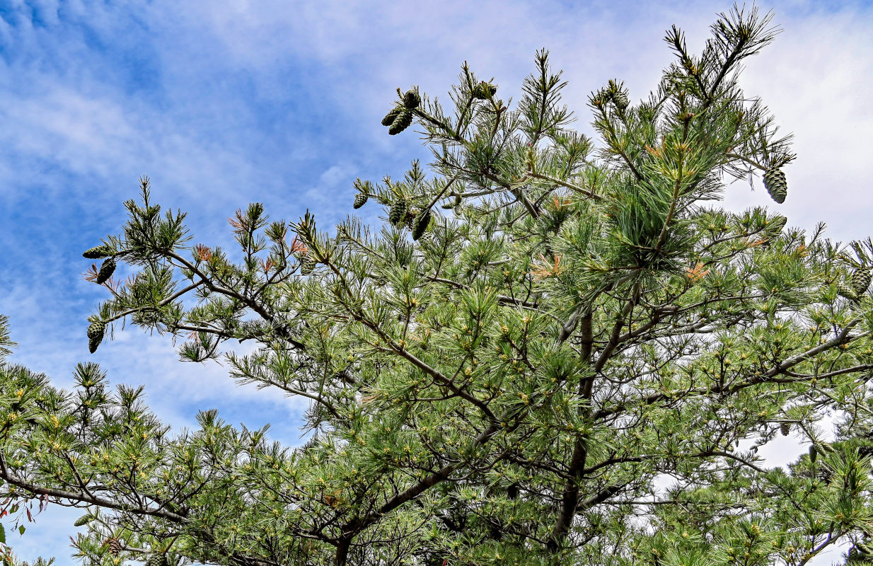 Изображение особи Pinus armandii.