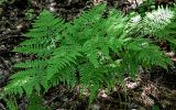 Pteridium pinetorum