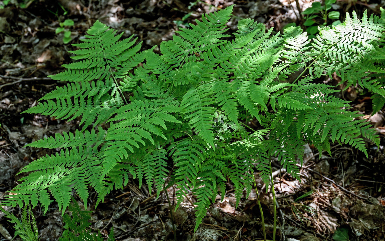 Изображение особи Pteridium pinetorum.