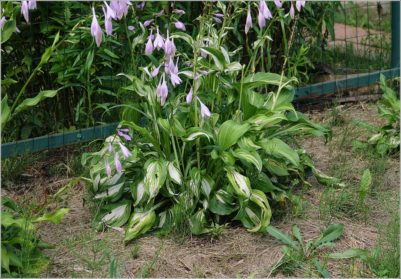 Image of genus Hosta specimen.