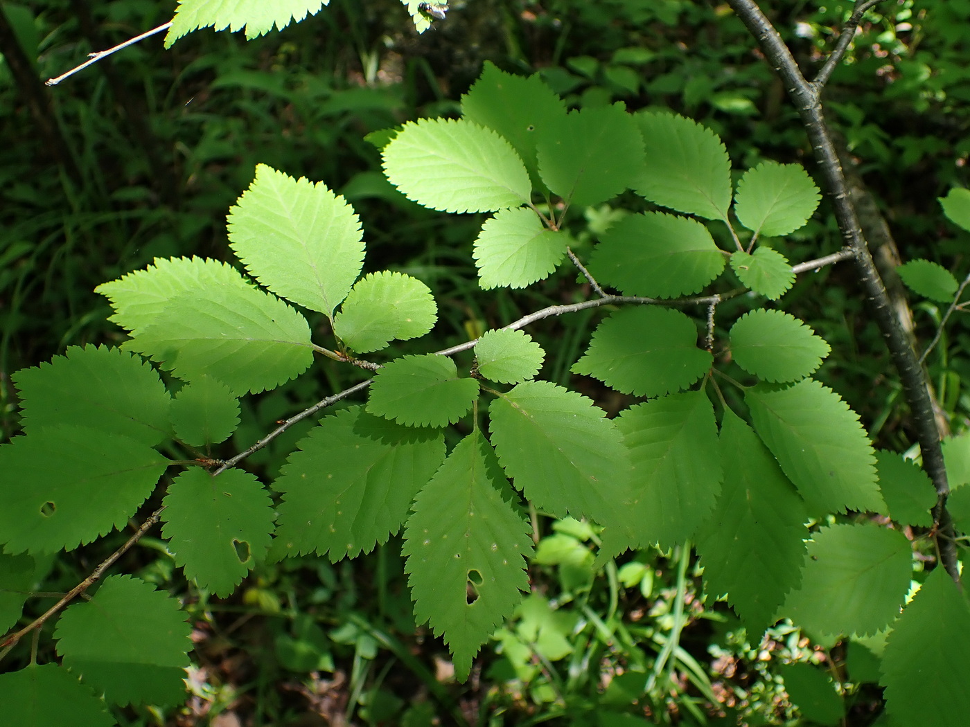Image of Cerasus maximowiczii specimen.