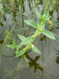 Image of taxon representative. Author is Александр Кутенев