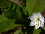 Trientalis europaea