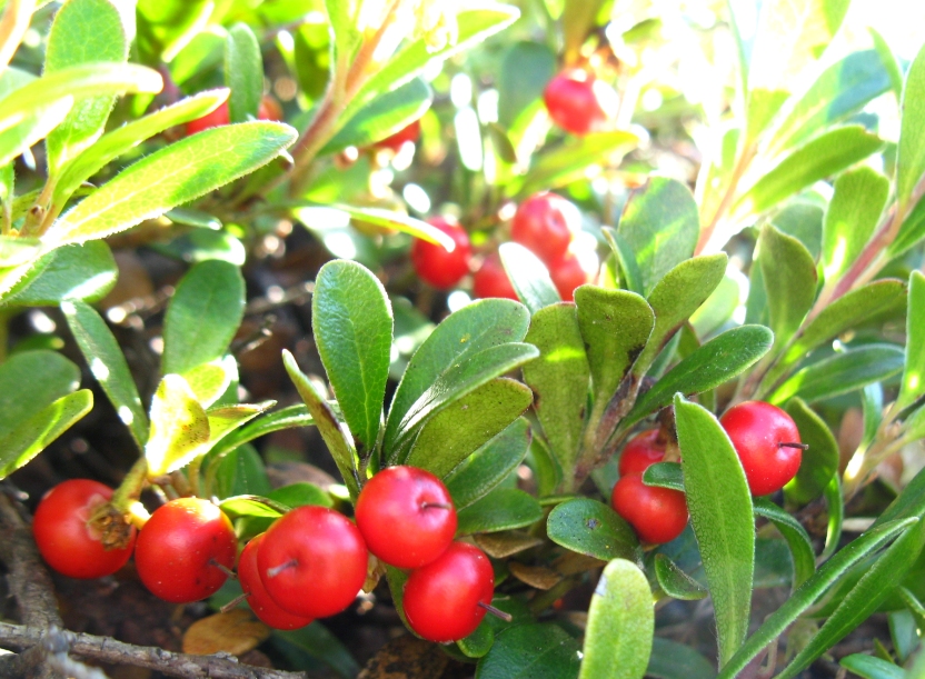 Image of Arctostaphylos uva-ursi specimen.