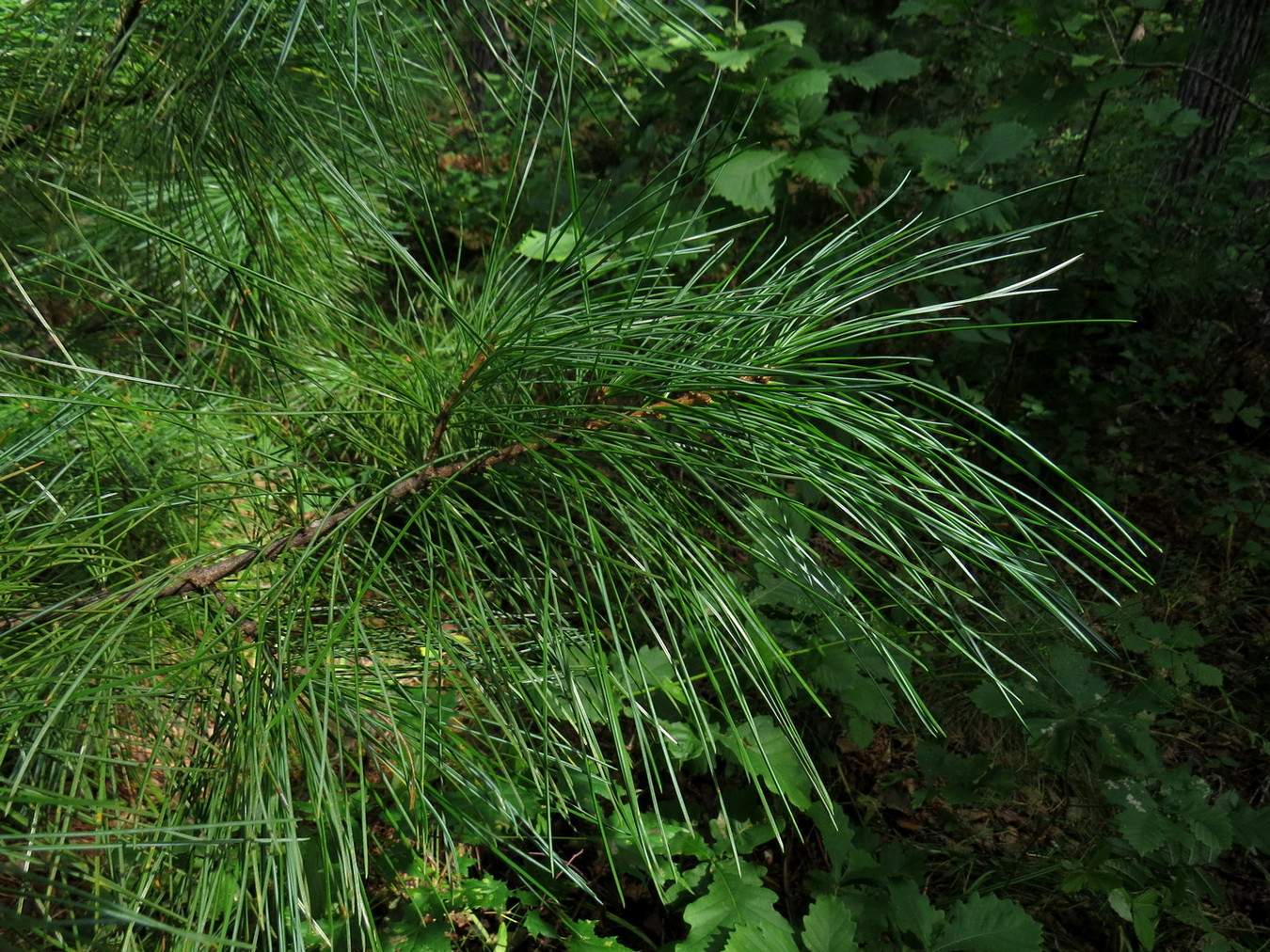 Изображение особи Pinus koraiensis.