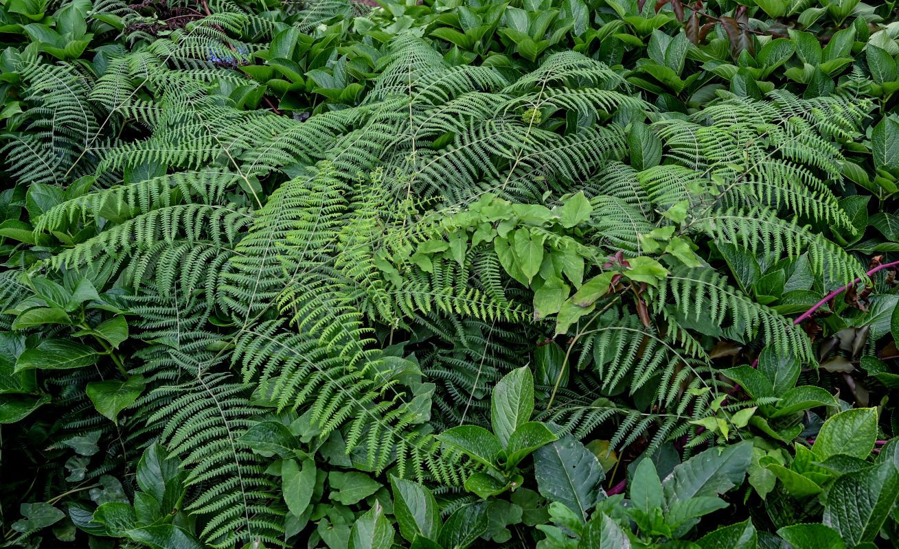 Image of Pteridium aquilinum specimen.