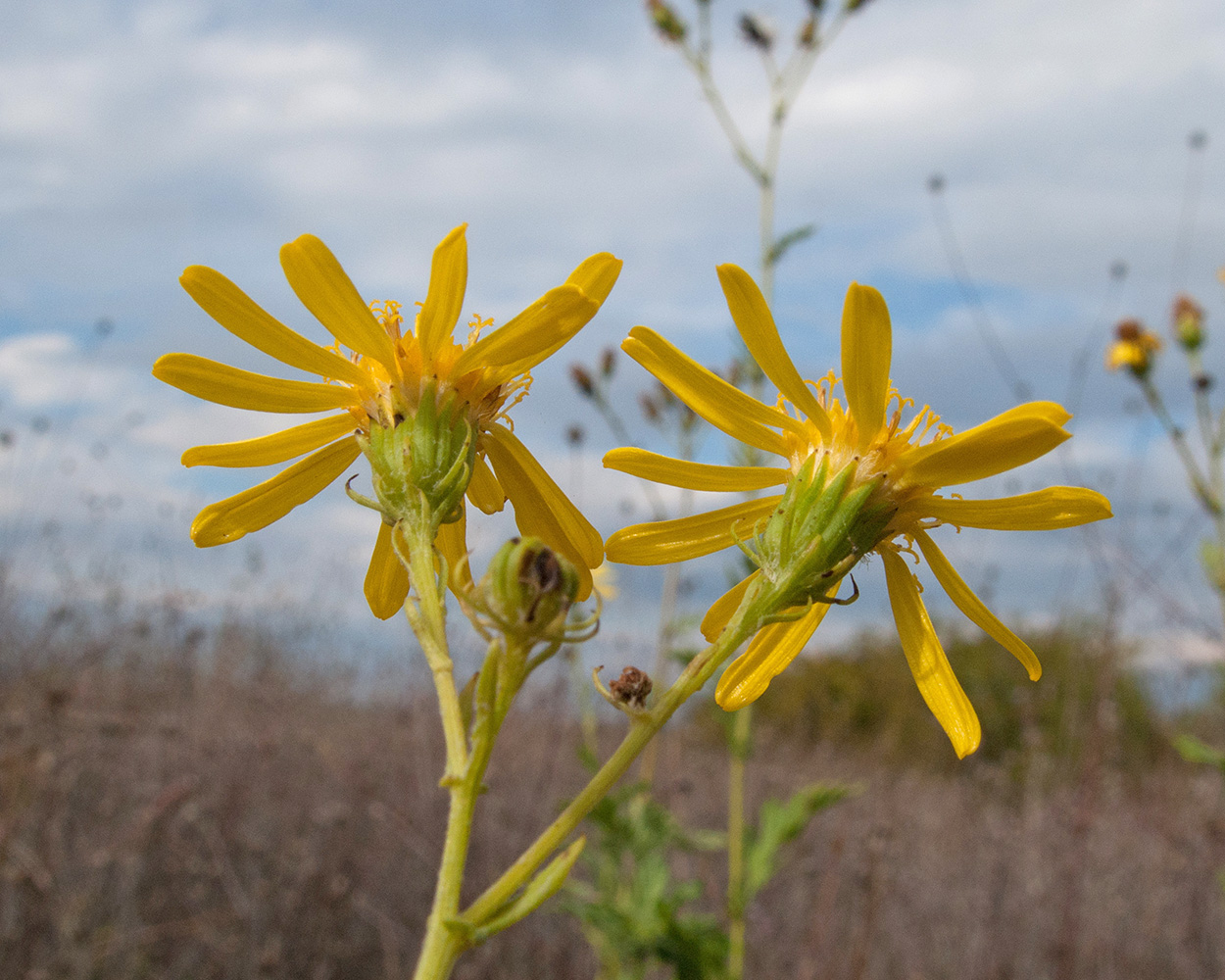 Изображение особи Senecio grandidentatus.