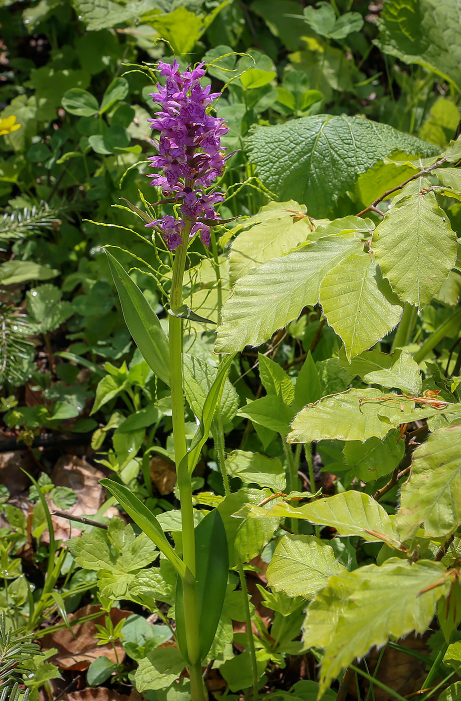 Изображение особи Dactylorhiza urvilleana.