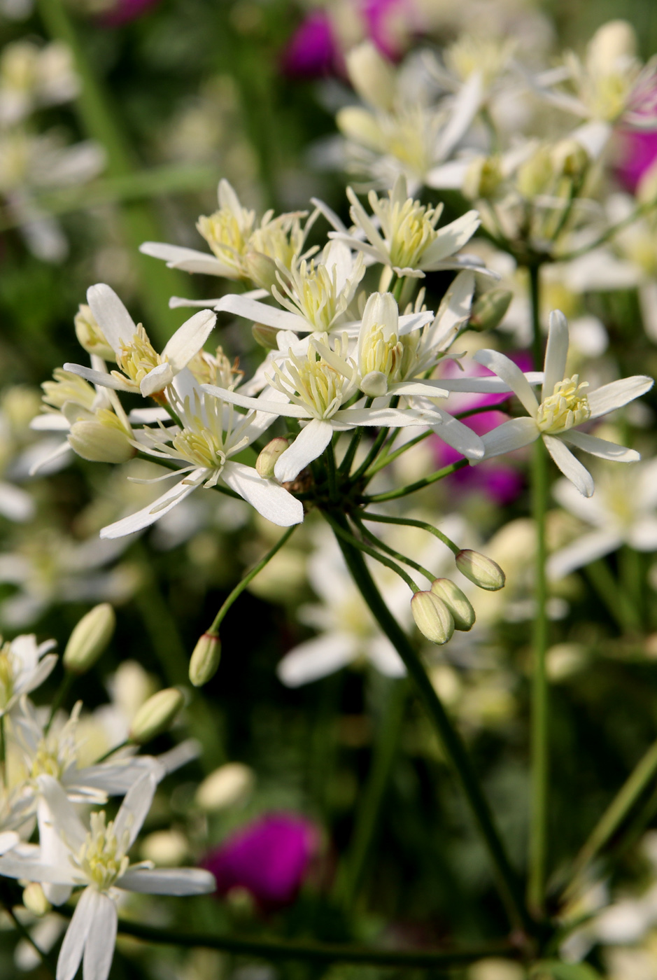 Изображение особи Clematis recta.