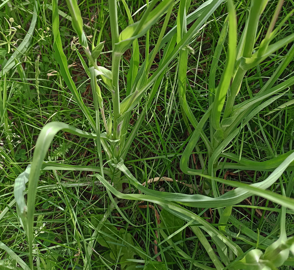 Image of Tragopogon pratensis specimen.