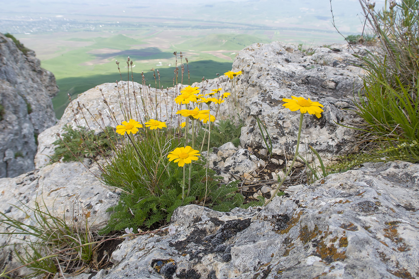 Image of Anthemis sosnovskyana specimen.