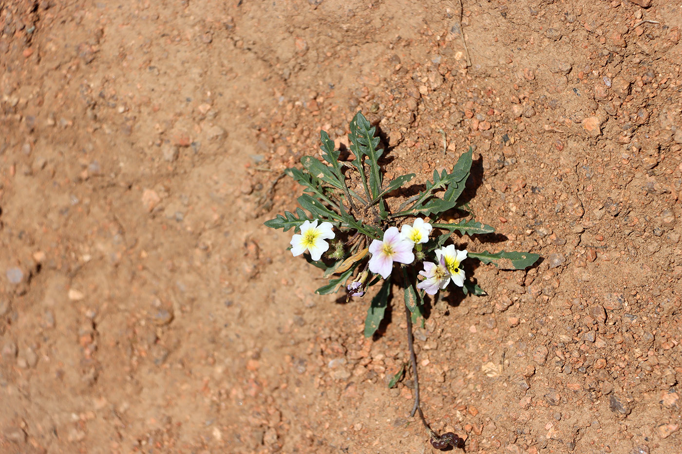 Изображение особи Chorispora sabulosa.