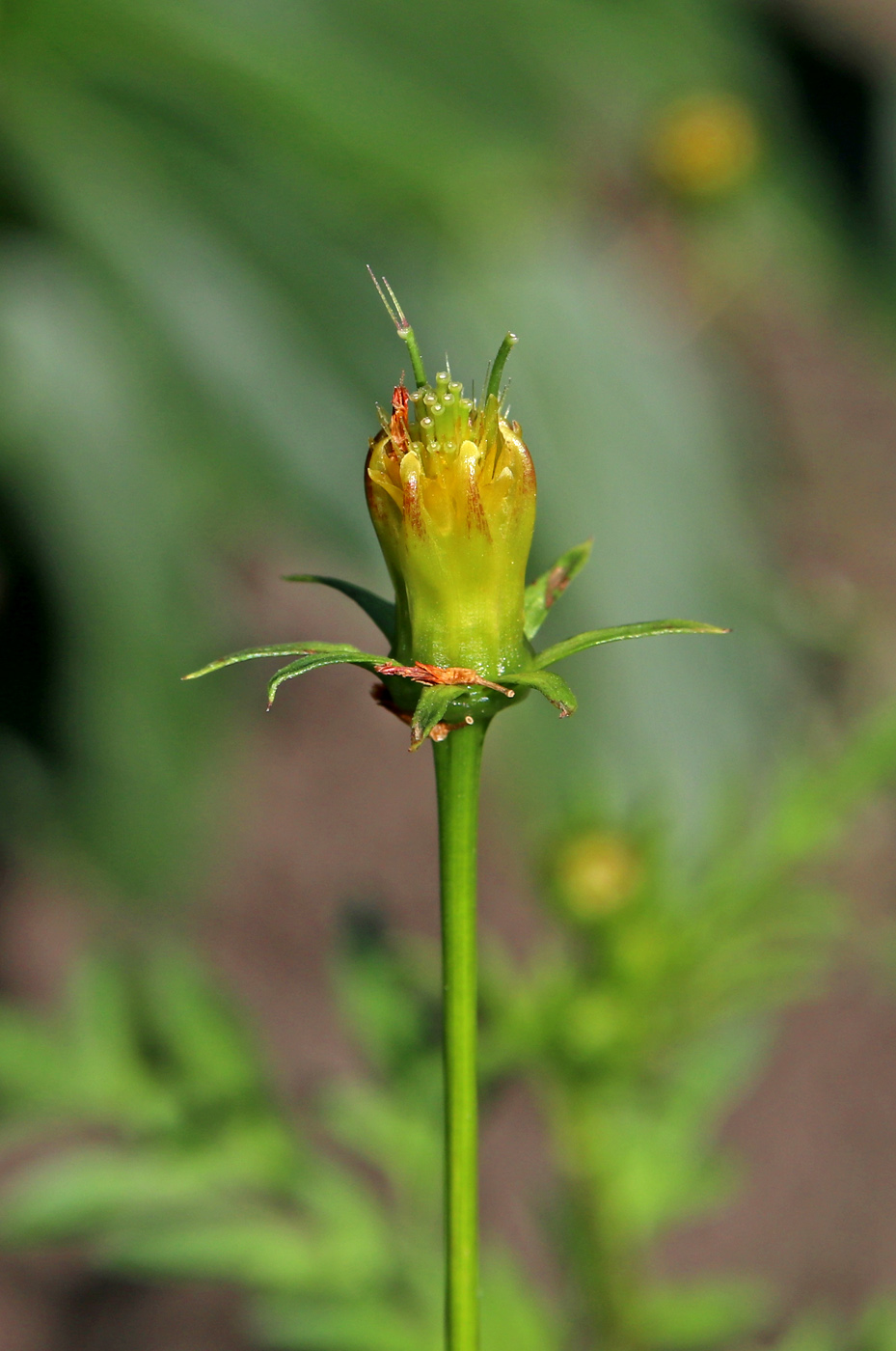 Изображение особи Cosmos sulphureus.
