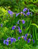Iris setosa. Верхушки цветущих растений. Приморский край, Красноармейский р-н, р. Ракета, заболоченный участок в смешанном лесу. 05.07.2019.