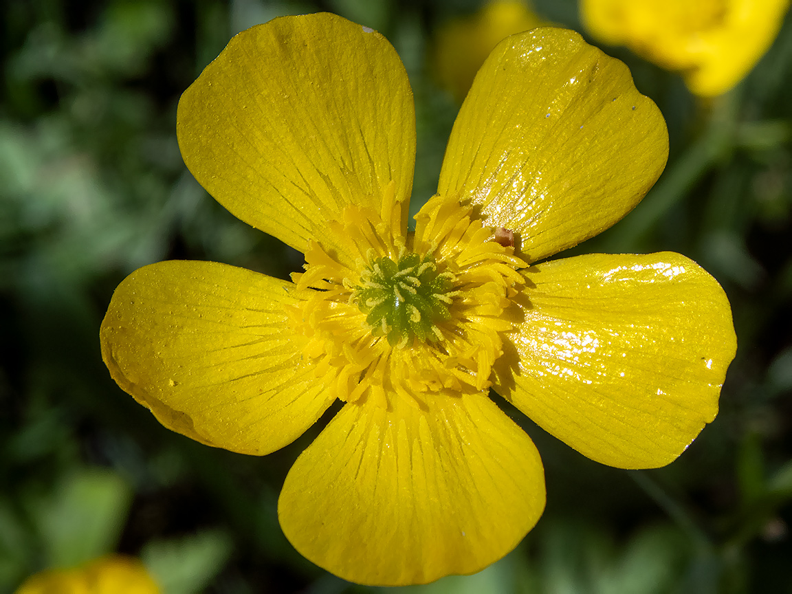 Изображение особи Ranunculus constantinopolitanus.