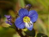 Veronica acinifolia