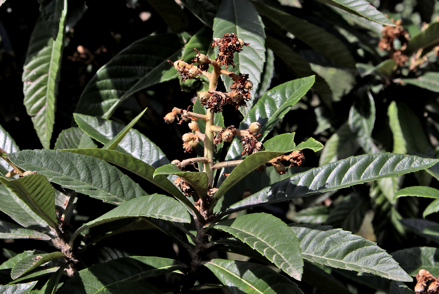 Изображение особи Eriobotrya japonica.