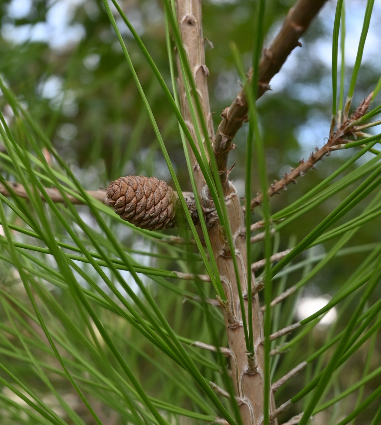 Изображение особи класс Pinopsida.