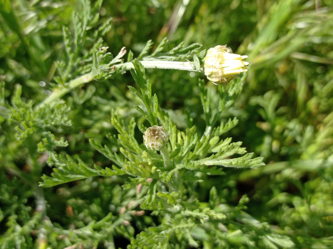 Image of familia Asteraceae specimen.