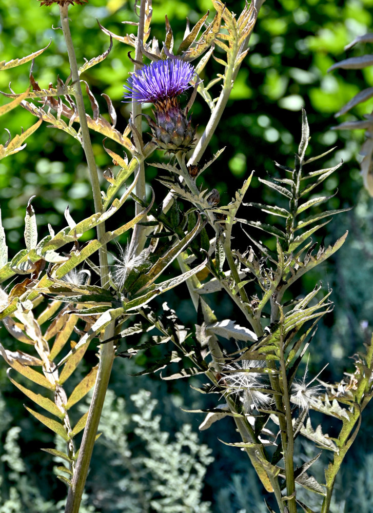 Image of Cynara scolymus specimen.