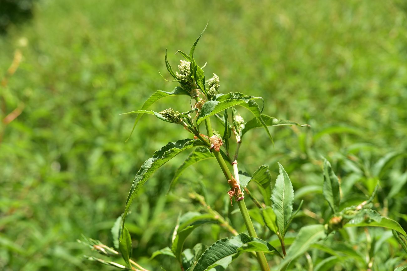 Image of genus Aconogonon specimen.